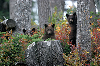 3 brown bears hiding in the woods