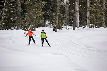 Two cross country skiers on a track in the forest