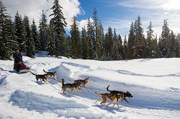 dog sled team on trail, sunny day with trees in background